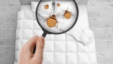 How Pest Control Experts Eradicate Bedbugs