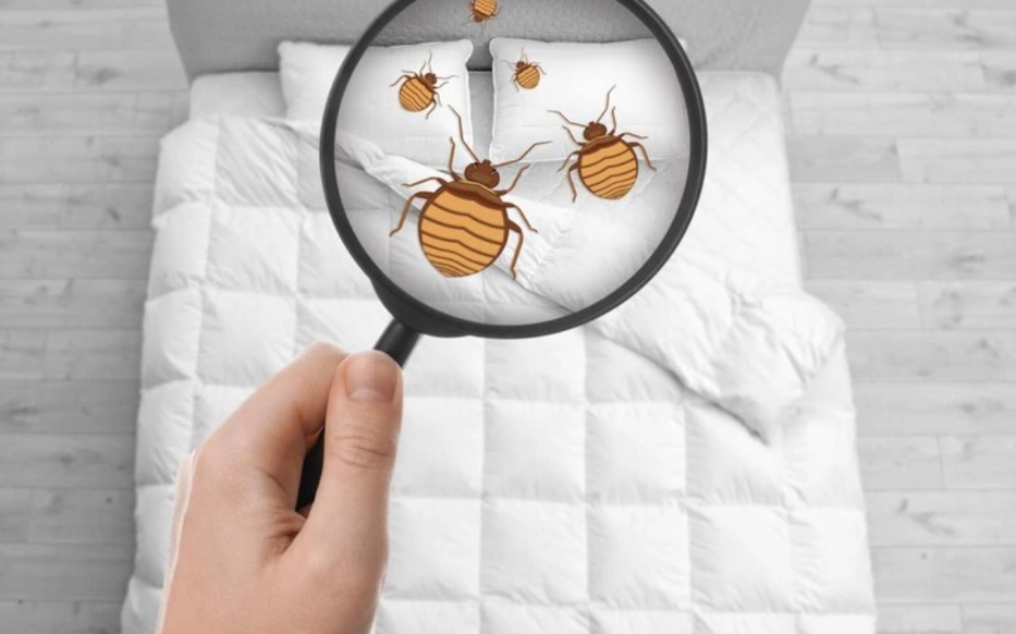 How Pest Control Experts Eradicate Bedbugs